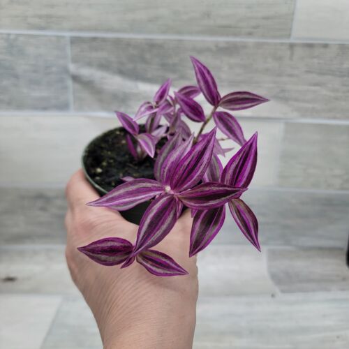 Tradescantia Zebrina Wandering Jew – Fast-Growing Trailing Plant in 4 inch pot - Picture 7 of 14
