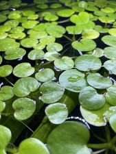 5 Premium Amazon Frogbit Tropical Water Lily Healthy Floating Aquarium Plants