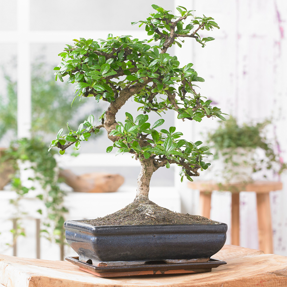 Bonsai Chinese Elm Tree - Traditional Japanese Indoor Houseplant In 15cm  Tray | eBay UK