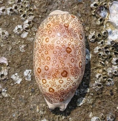 Large Cypraea Argus Eyed Cowrie Natural Seashell Rare Real Beach Home Deco 2.5''