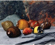 Live Nerite Snails 6 Pack Mixed Aquarium Snails Algae Cleaner Freshwater