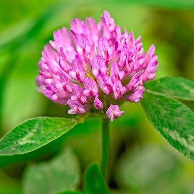 Red Clover Seed- by Eretz- CHOOSE SIZE! Willamette Valley Oregon Grown Non-GMO