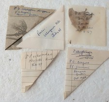 Butterflies Papered Very Old Specimens x5 With Data A2/A- Vintage Collector .