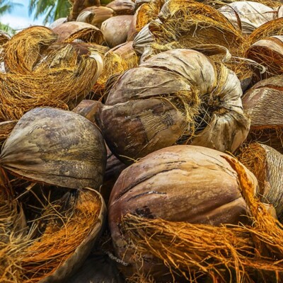 Stunning Natural Materials Ugm Dried Coconut Husk image