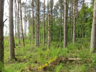 Foto 6x4 Thornton Wood Kelty Ein Baumstreifen wurde nach dem c2014 zurückgelassen