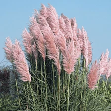Pink Pampas Grass Seeds. Perennial. USA Seeds. Organic. Ships free