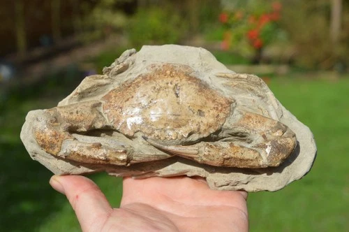 HUGE, MASSIVE  RARE FOSSIL CRAB FROM JAVA, INDONESIA , BEST VALUE  ANYWHERE! #14