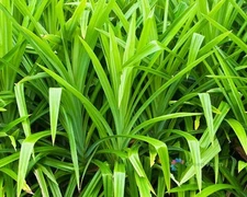 50 Seeds Pandanus Amaryllifolius Tropical Aroma Plants Pandan Fragrant Leaves