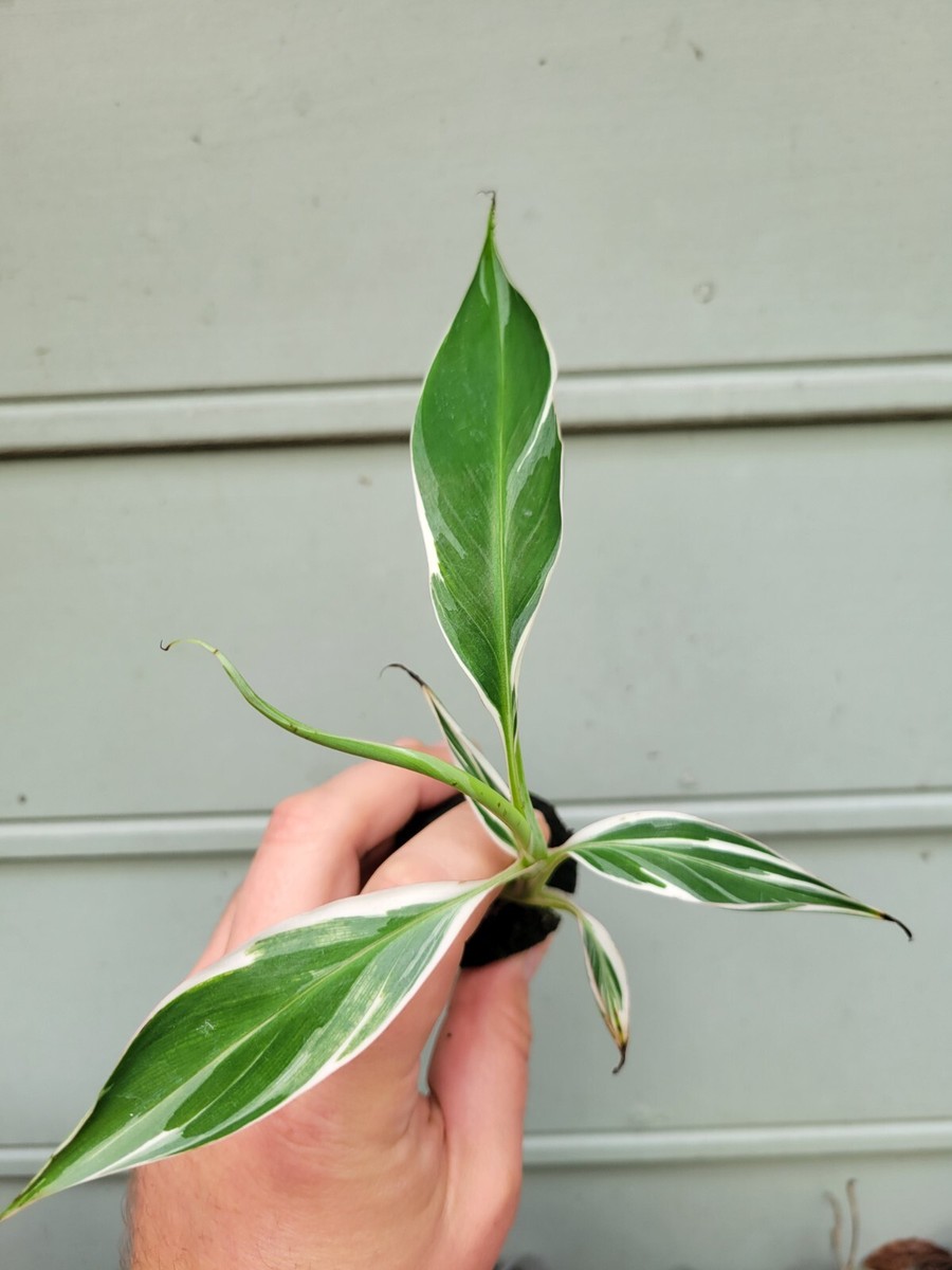 落葉樹 2025.07.25 Florida variegated. Amazon.com : Musa Florida Banana Variegated Plant Fully