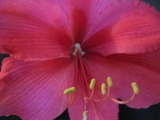 1 Amaryllis bulb LaForest Morton 25-27 cm. in circum. Blooms after planting.