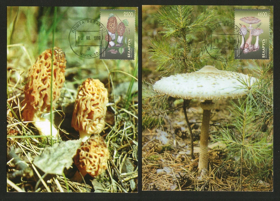 BELARUS-5 MC - FLORA-MUSHROOMS-1998. - Image 2 of 3