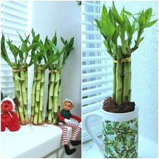 Lucky Bamboo 6 plants 8 inches, FREE BUTTERFLY STAKE, Home Decor, Office Desk