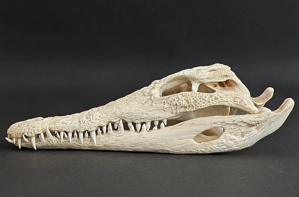 Krokodilschädel Crocodylus niloticus crocodile skull 29 cm echtes Präparat 2126 - Bild 4 von 4