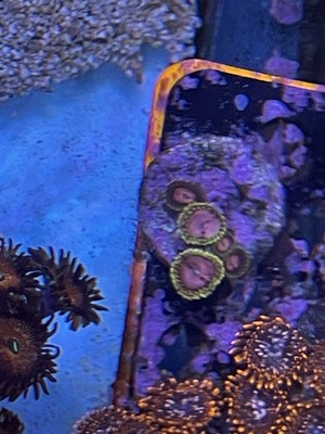 Pink Diamond Paly Frag Zoanthids Zoa Paly SPS LPS Corals, WYSIWYG
