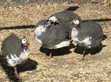 4+ Guinea Fowl Hatching Eggs MIXED Colors