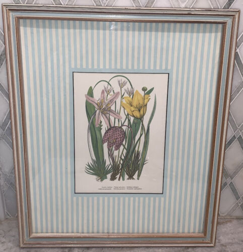 Vintage 70s Tulip Lily Botanical Colored Engraving Print 19x16”Frame Striped Mat - Picture 1 of 11