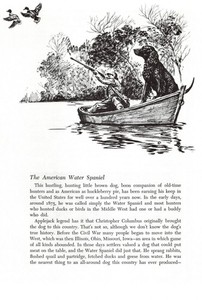 American Water Spaniel - 1964 Vintage Dog Art Print by Raymond Pease