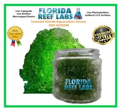 1/2 Cup Live MacroAlgae / Chaetomorpha / Clean Chaeto Florida Reef Labs®