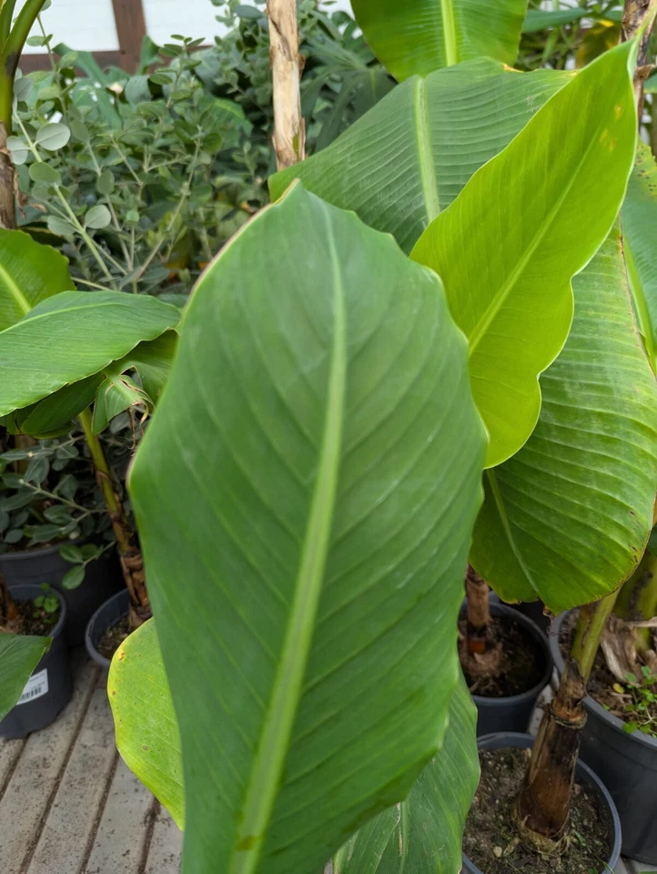 Musa Dajiao 40-60cm Riesenbanane essbare Früchte frosthart Bananenpflanze Palme - Bild 2 von 4