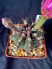 Gymnocalycium friedrichii, cactus plant