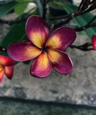 5 Dark Purple Yellow Plumeria Seeds Plants Flower Flowers Perennial Seed 508