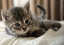 Katze Kätzchen Fleecedecke Kuscheldecke Decke Schmusedecke Sofadecke