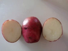 New Seed Red Norland TRUE POTATO Seed (tps) Dark Skin Heirloom