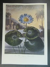 Print Nymphaea caerulea (Blue Egyptian Waterlily) by Peter Henderson 1791-1829