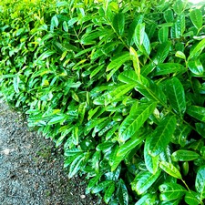 20 Cherry Laurel Fast Growing Evergreen Hedging Plants 20-30cm Tall Potted