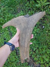 Fossil Megaloceros Irish Elk Fossil Antler Piece Germany Poland North Sea Saber