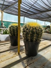 Echinocactus Grusonii lottodi 3 piante in vaso 14