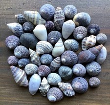 sea shell mix from japan Assortment of natural materials