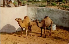Dromedary Camels Camelus Dromedaris Vintage Postcard Spc16