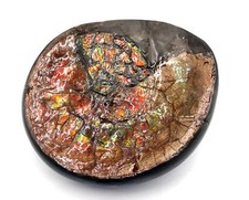 Placenticeras Ammonite Fossil 100 Million Years Old Canada #17524