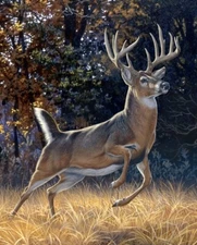 Startled White Tail Buck ~  Deer, Forest, David Textiles Quilt Fabric Panel