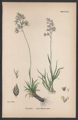 ALPENWIESE-GRAS 1872 John Edward Sowerby PFLANZENDRUCK