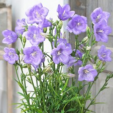 Campanula Takion Blue - Peach-Leaved Bellflower | Perennial Plants Garden Ready