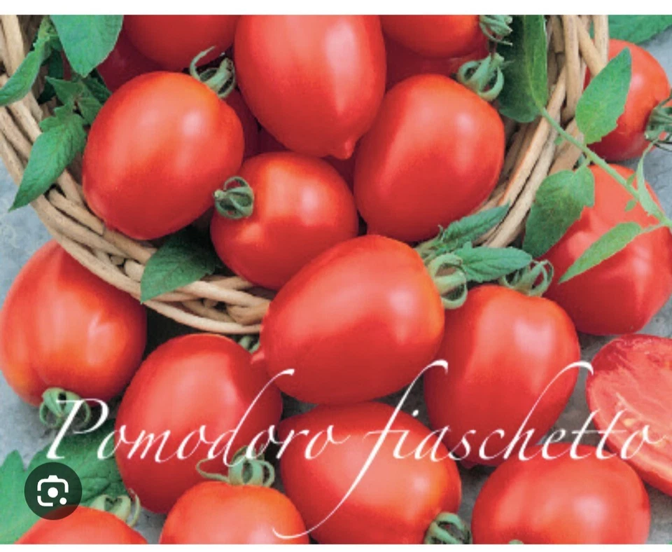 250 SEMI DI POMODORO FIASCHETTO DI TORRE GUACETO- POMODORINO -CILIEGINO - Imagen 4 de 4