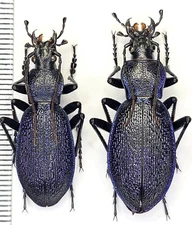 Carabidae, Carabus(Megodontus) caelatus ssp.dalmatinus, A1- male/A1 fem, Croatia