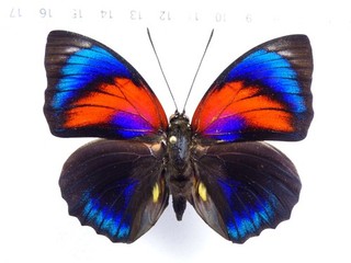 ENTOMOLOGY BUTTERFLY: AGRIAS CLAUDINA X BEATIFICA MALE HYBRID PERU