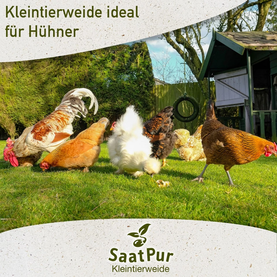 Kleintier-Wiese Nachsaat-Mischung 1kg für ca. 60-80 m² Nachsaat Weidegras Hühner - Bild 4 von 4