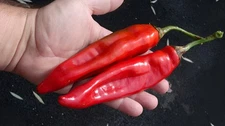 100 Heirloom Pueblo Mirasol Chile Pepper Seeds Smoky Sweet Organic NonGMO