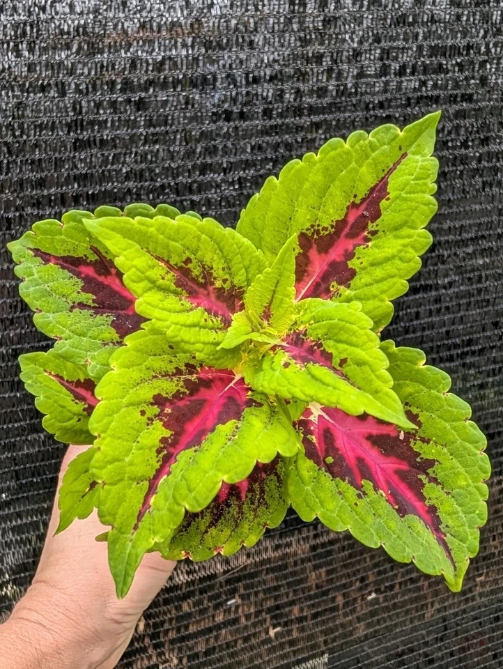 Coleus 'Heartbreaker' 活植物 ROOTED 热粉色 Burgandy 莱姆绿 4 罐 — 第 3/4 张图片