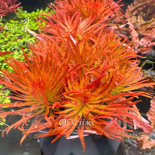 Ludwigia Pantanal