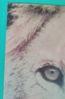 Vintage 1980's Art NYC Subway Train Bronx Zoo Lion Poster — photo 4