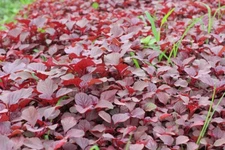 2000+PCS RED SPINACH/ RED AMARANTH SEEDS/ RAU DỀN ĐỎ | 90% GERMINATION |
