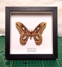 Rothshildia jacobae vera farfalla in cornice legno
