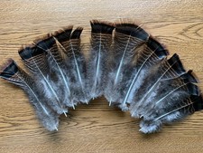 Turkey Feathers, Wild Eastern Turkey, Tail Feathers, 15 count, 5-6 inches