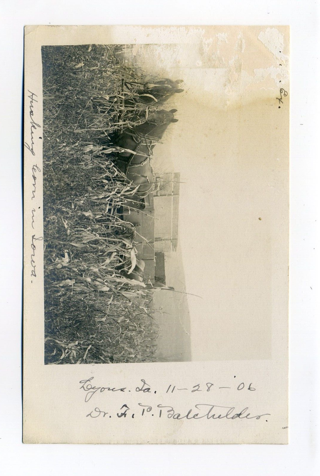 Lyons IA Husking Corn horses, Dr. Batchelder, 1906 RPPC postcard