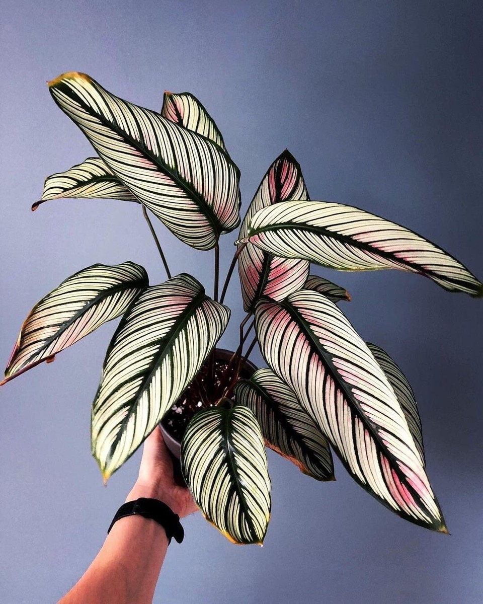 Flavia Catli white star calathea | eBay